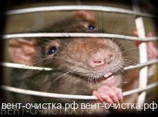 Дезинсекция и дератизация теперь и в "наших руках"